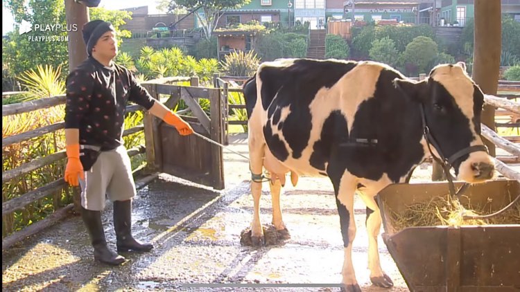 Lucas tenta amarras as patas da vaca para ordenha-la.