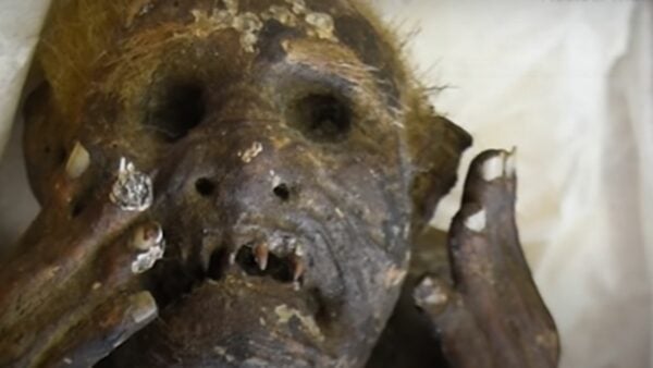 Foto da múmia sereia encontrada no Japão. O mais marcante da imagem são os dentes afiados da criatura