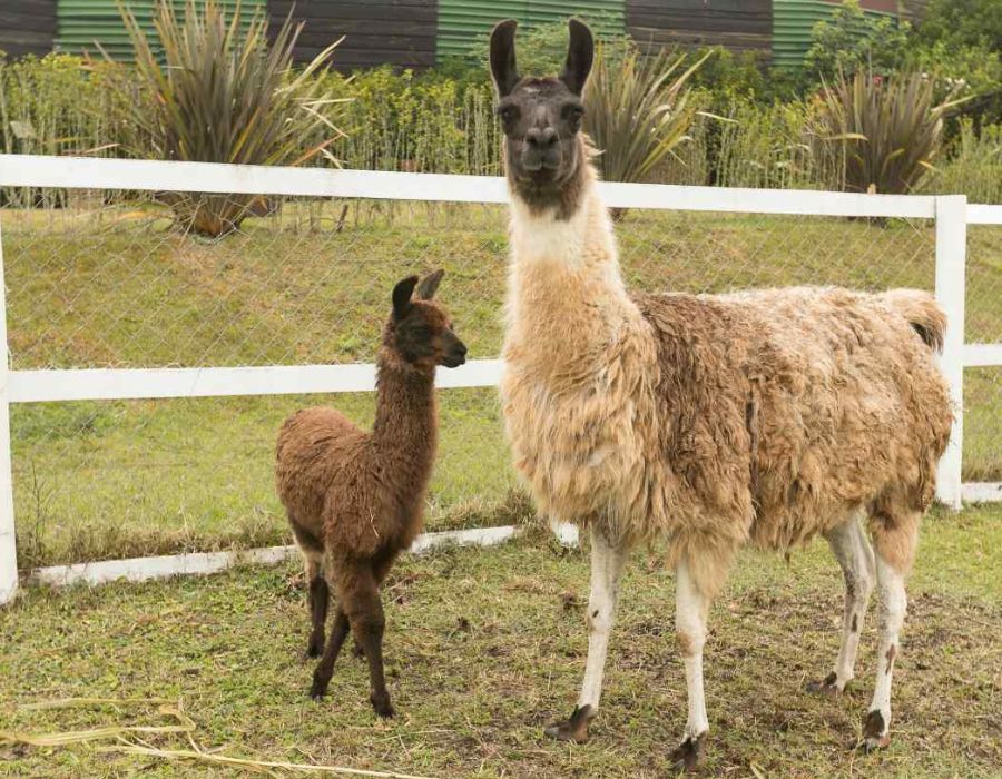 Lhamas em A Fazenda