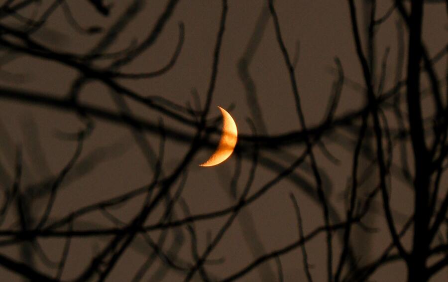galhos de árvore em uma noite de lua minguante