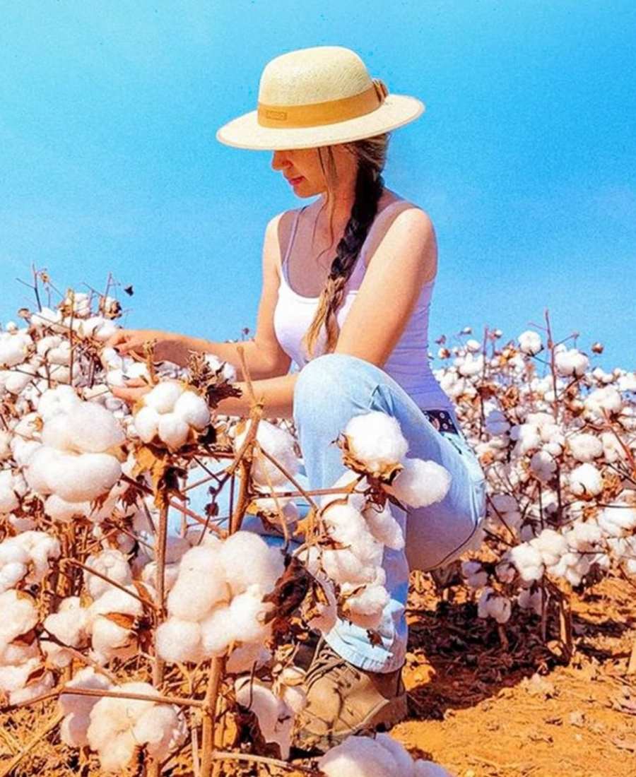 Imagem em campo de algodão. No centro, mulher agachada colhendo algodão.