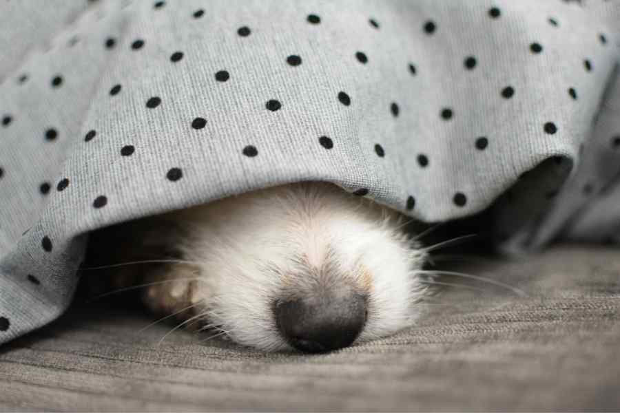Cachorro com medo de fogos de artifício se escondendo debaixo de cobertor.
