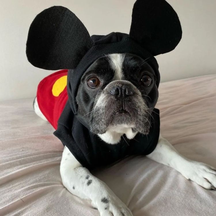 Bulldogue preto e branco com fantasia de Mickey. 