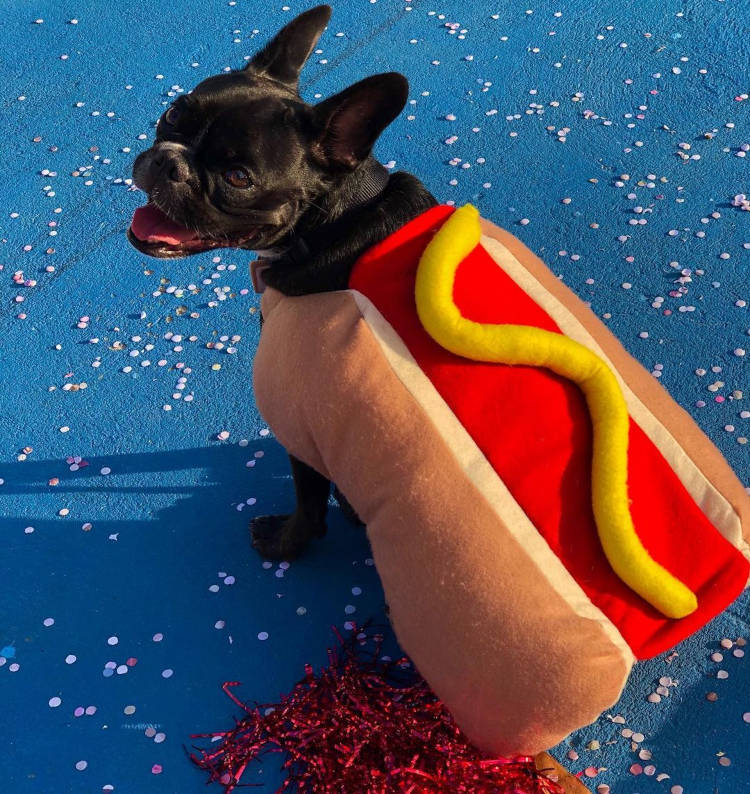 Carnaval com pet: cachorro com fantasia de hot dog.