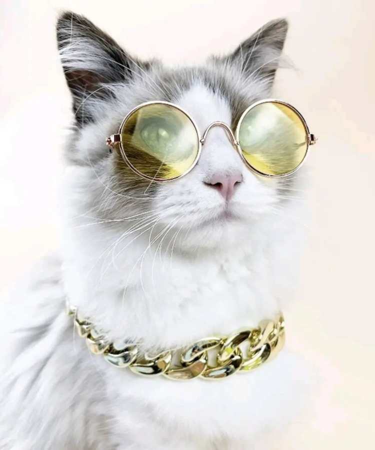 Foto de gato com fantasia de Carnaval: óculos e corrente.