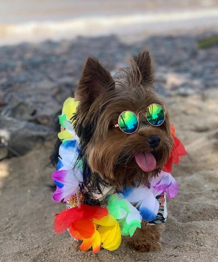 Foto de cachorro com fantasia de Carnaval colar havaiano.