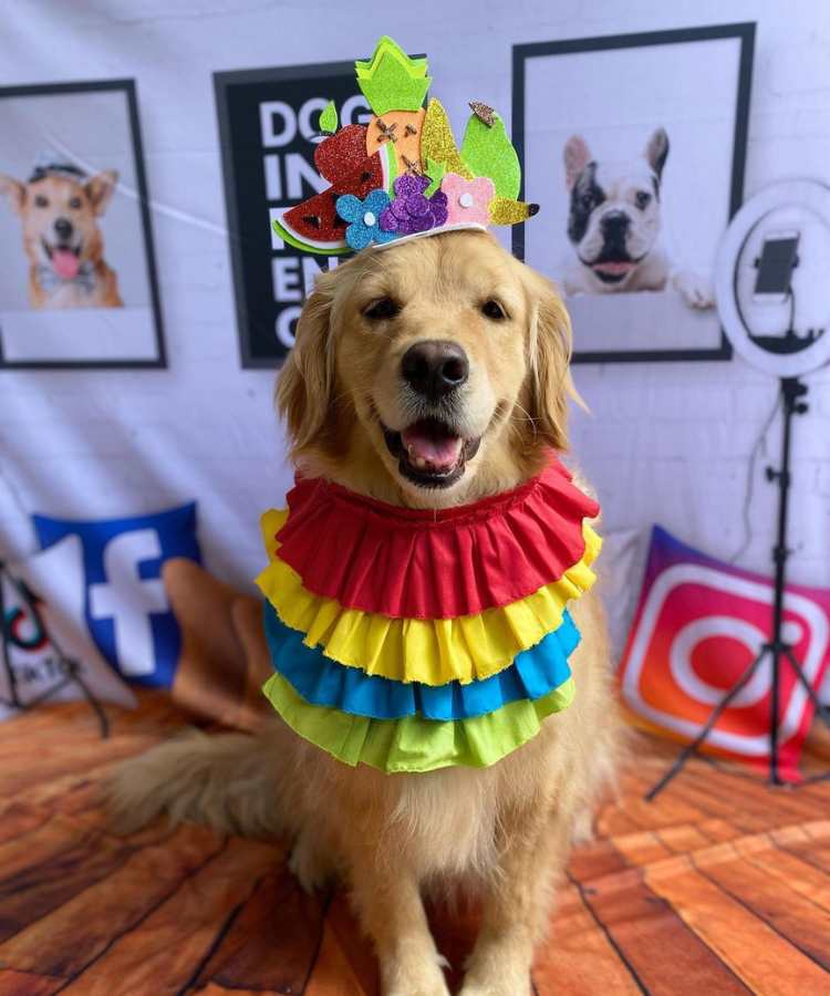 Foto de cachorro com fantasia de Carnaval: tiara e bandana colorida.