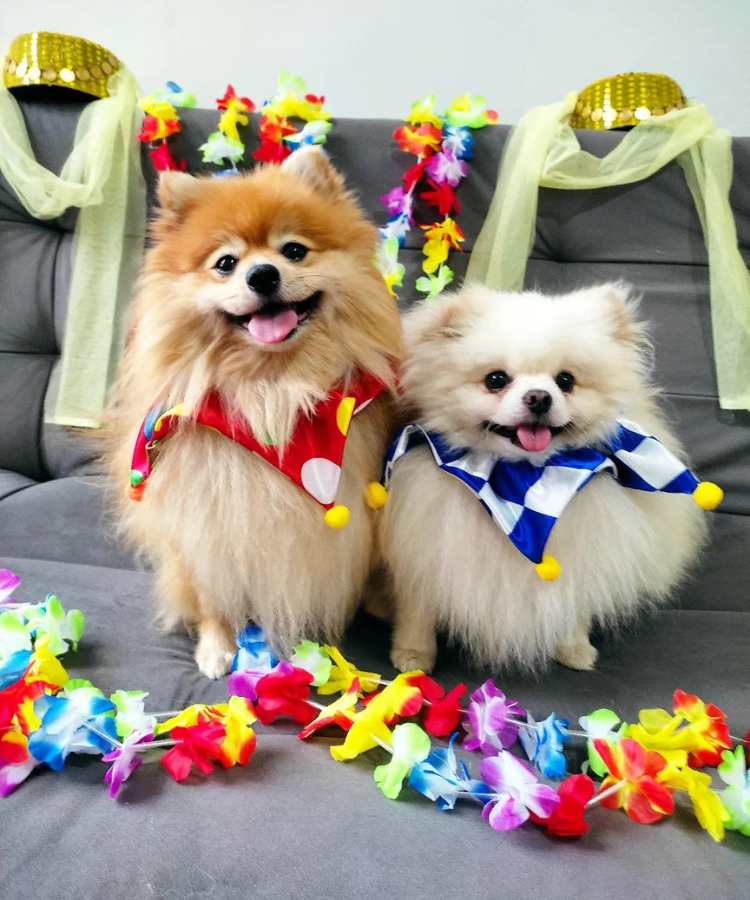 Foto de cachorros com fantasias de Carnaval: bandanas de palhaço coloridas.