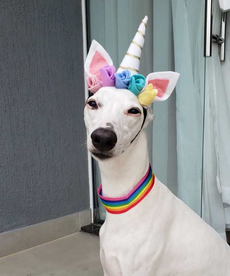 Foto de cachorro com fantasia de Carnaval: tiara de unicórnio e coleira de arco-íris.