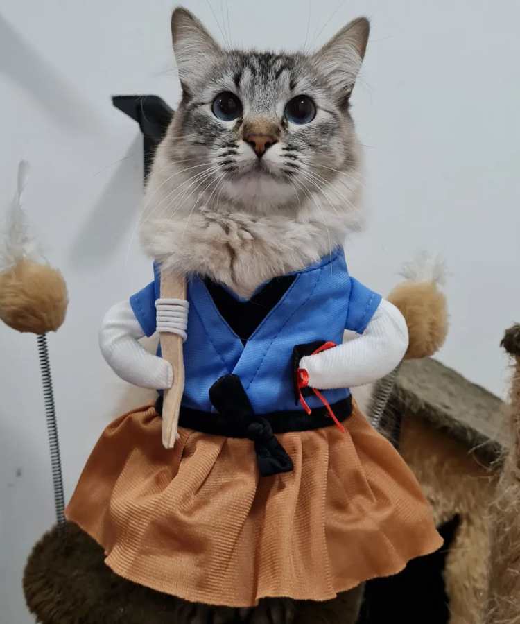 Foto de gato com fantasia de Carnaval: samurai.