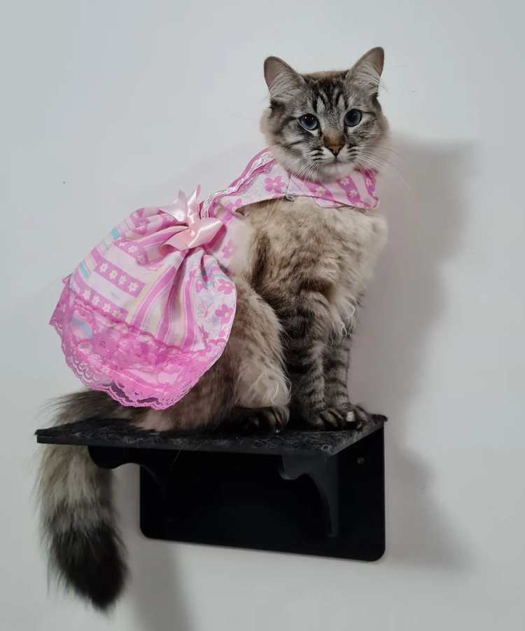 Foto de gato com fantasia de Carnaval: vestidinho.