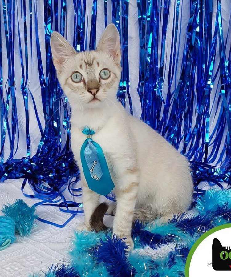 Foto de gato com fantasia de Carnaval: bandana simples.