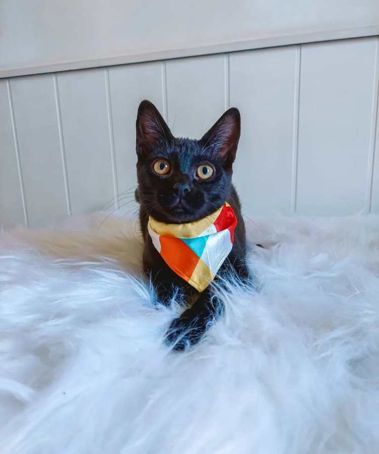 Foto de gato com fantasia de Carnaval: bandana colorida.