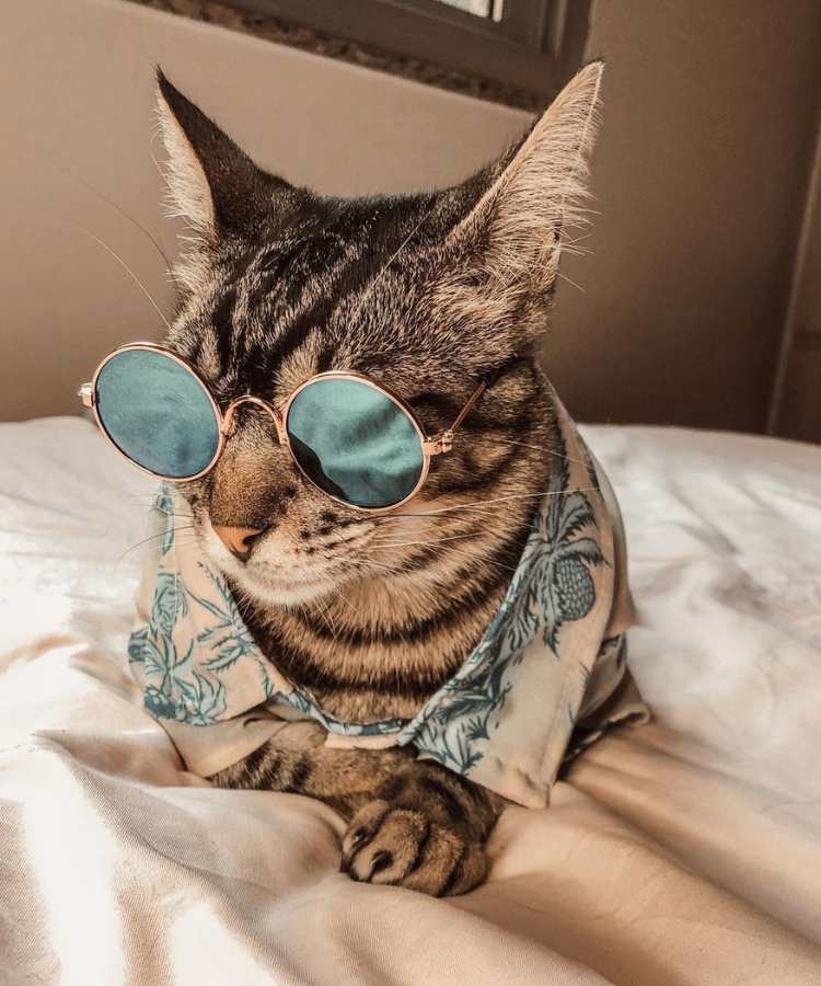 Foto de gato com fantasia de Carnaval: óculos e camiseta.