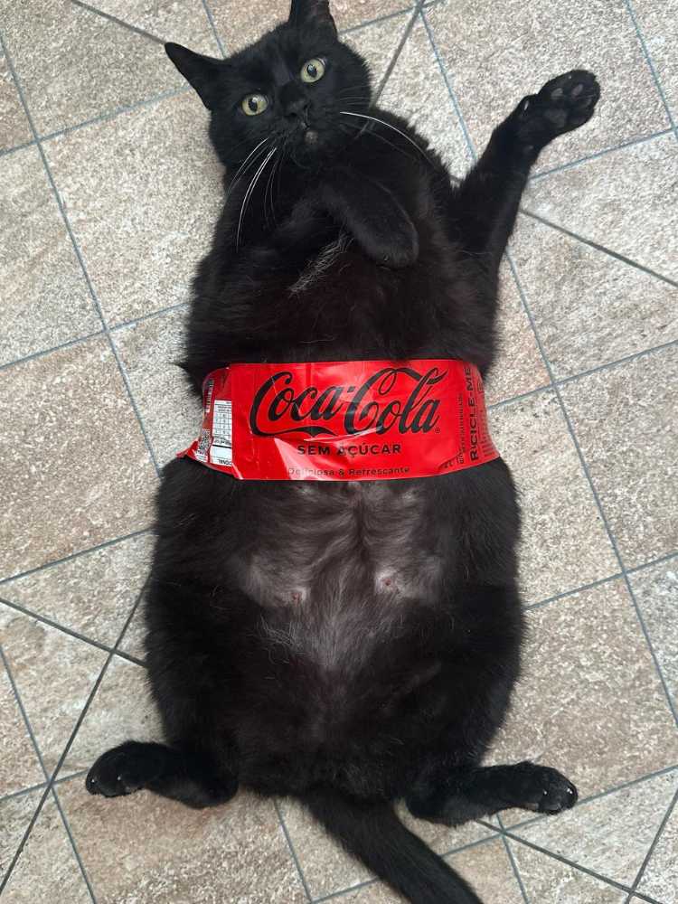 Gato preto com rótulo da Coca Cola na barriga