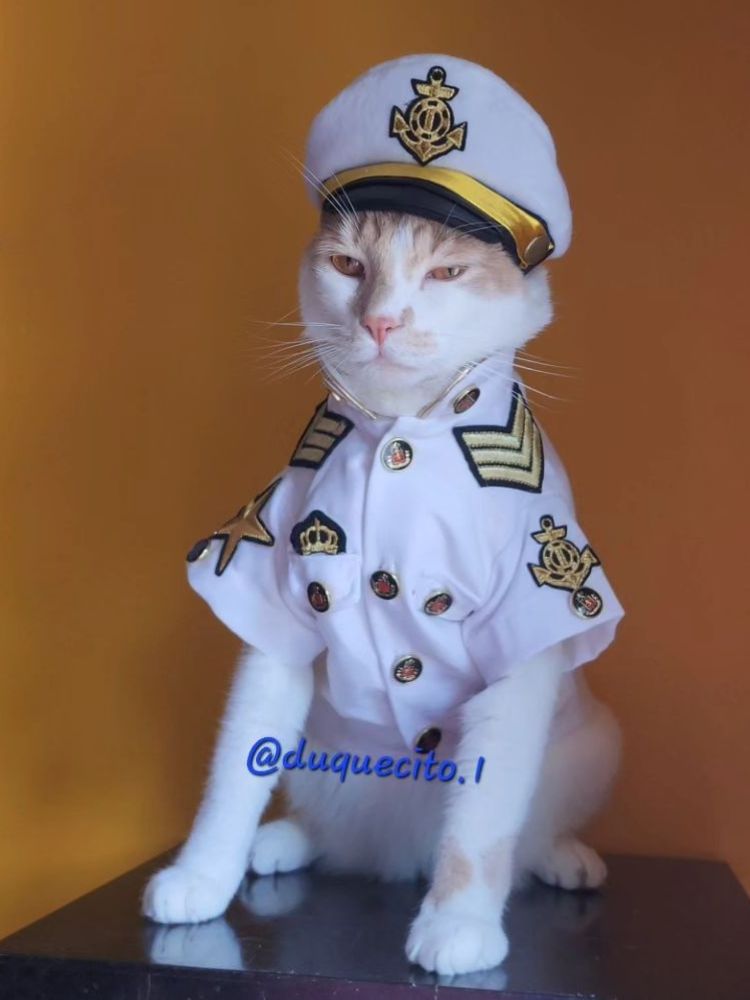 Gato branco fantasiado de marinheiro