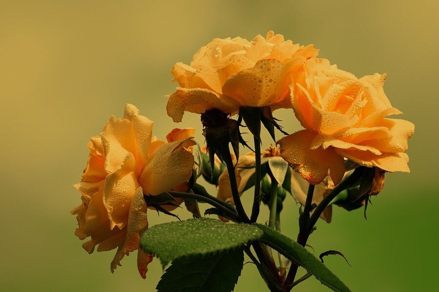 três rosas amarelas
