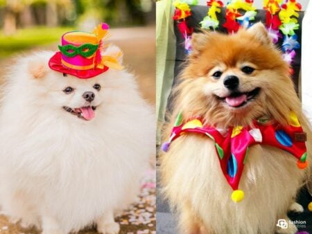 Foto de cachorros lulu da pomerania fantasiados para o Carnaval.