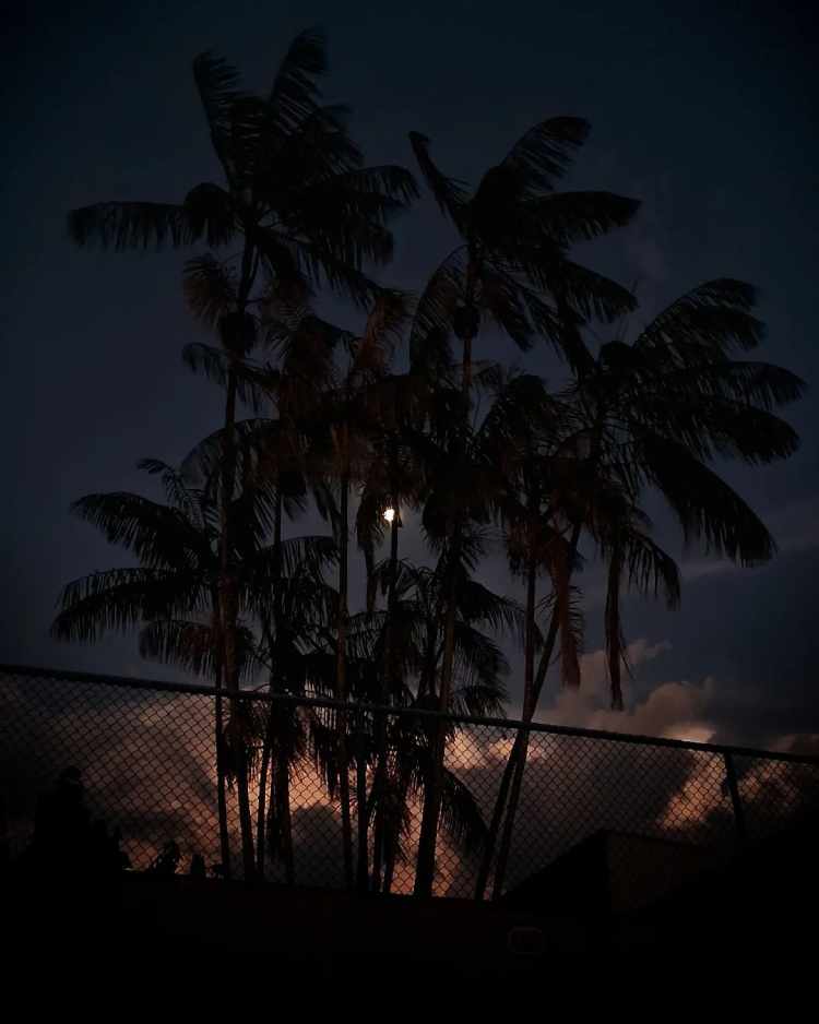foto de lua e palmeiras