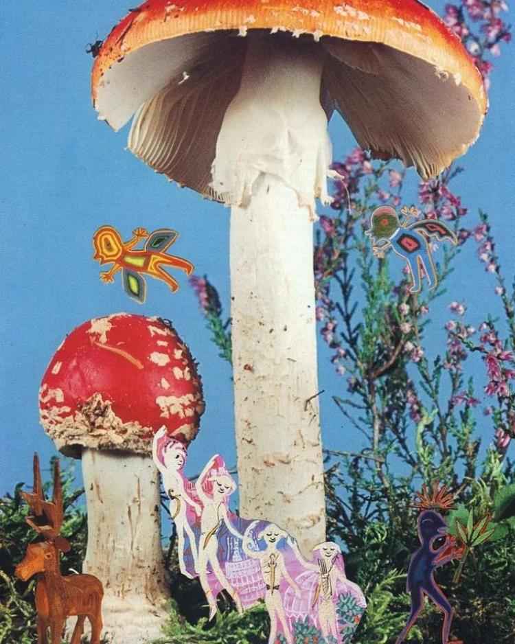 Fotomontagem de cogumelos em fundo de flores