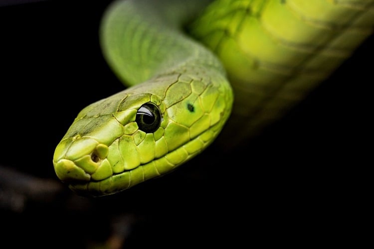 cobra verde com olhos negros
