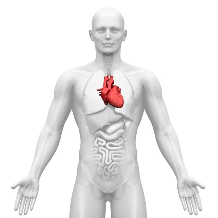 desenho corpo humano com destaque para o coração