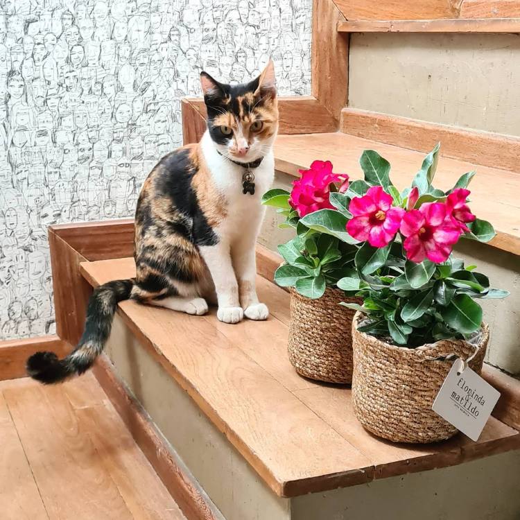 Escada de madeira com gato preto, branco e marrom sentado ao lado de dois cestos de palha com rosa do deserto