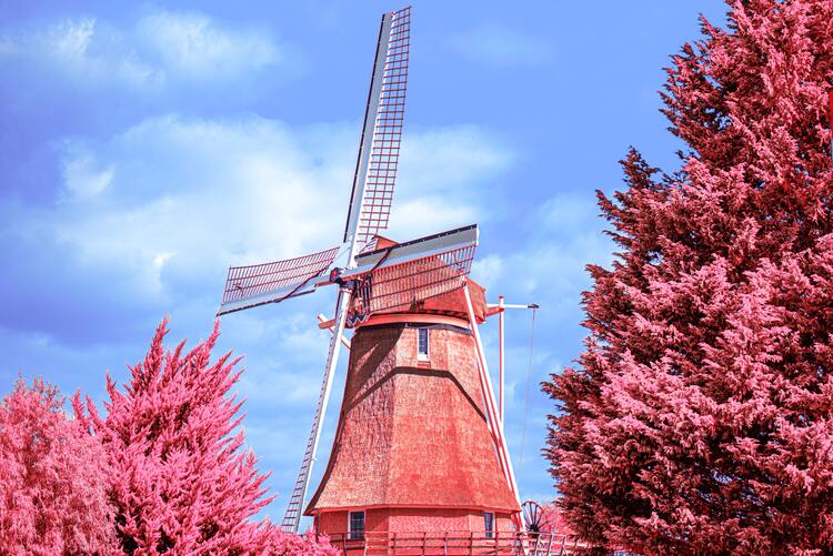 Moinho de Vento com flores cor de rosa na Holanda