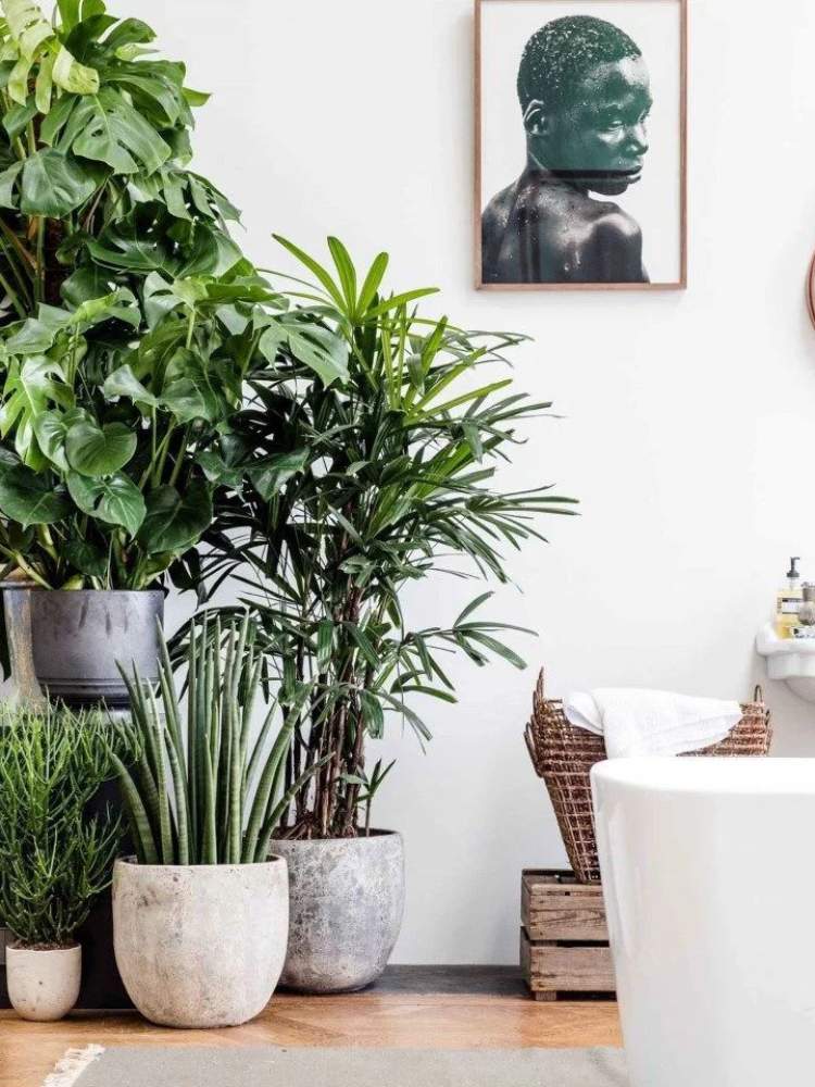 Mescla de plantas à esquerda de um banheiro clean em tons de branco, com quadro e banheira mais à direita. 