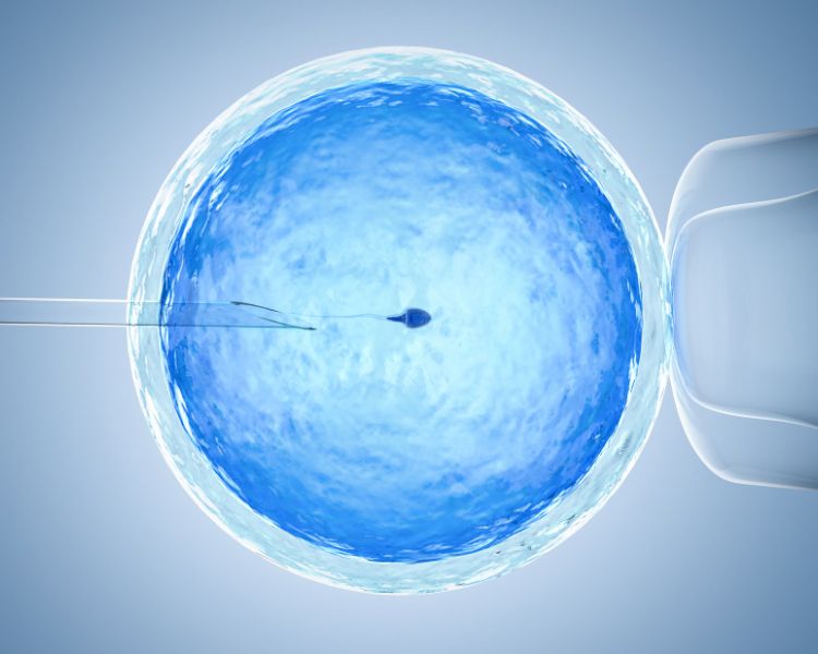 Fertilização in vitro, fiv, desenho de óvulo azul, agulha e espermatozóide