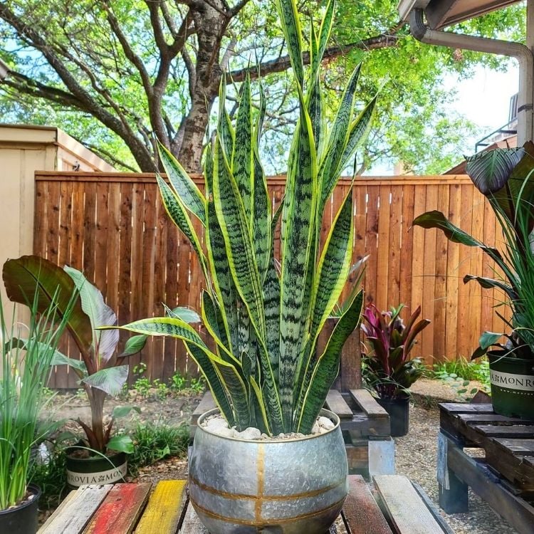 Um quintal com uma árvore e várias plantas, no centro um grande vaso com uma espada-de-Santa-Barbara