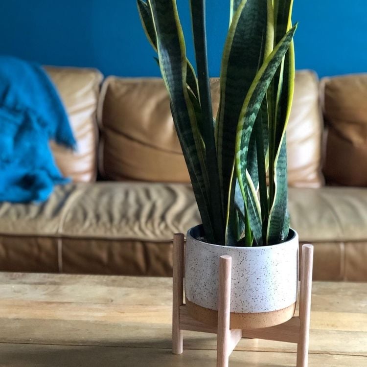 Um vaso de planta sobre uma mesa, ao fundo um sofá de couro com uma manta azul