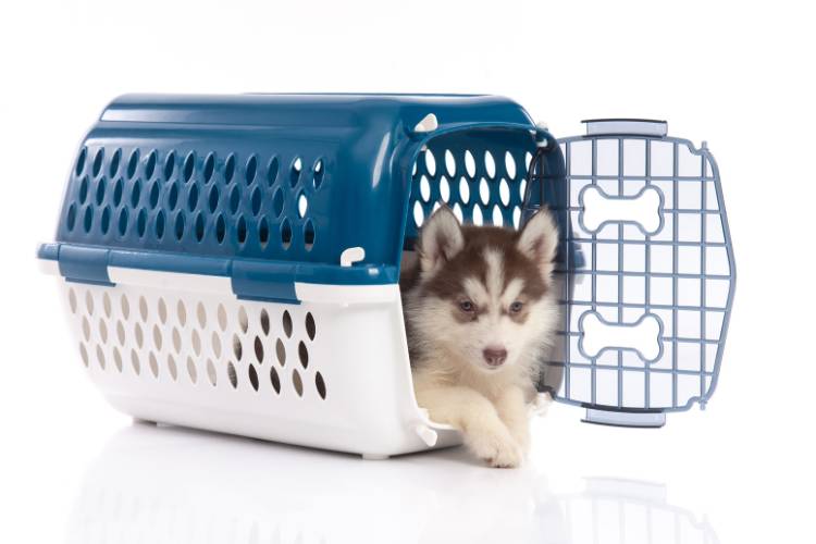 Filhote de husky dentro de caixa de transporte azul e branca.