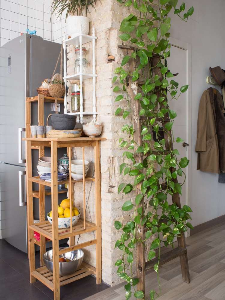 Escada com jiboia pendente, ao lado de estante com utensílios de cozinha e geladeira
