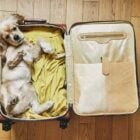 foto de cachorro dentro de mala simbolizando o que fazer com pet nas férias