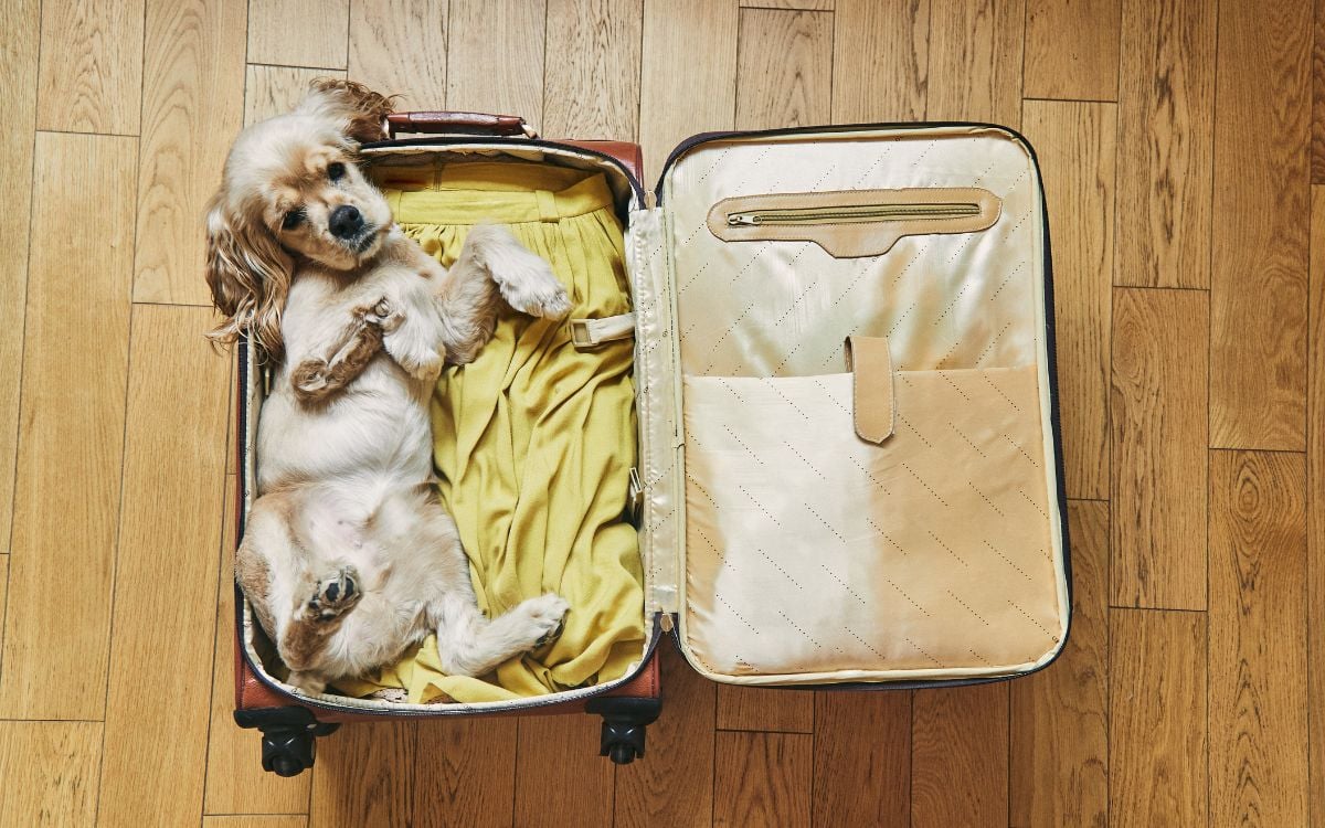 foto de cachorro dentro de mala simbolizando o que fazer com pet nas férias
