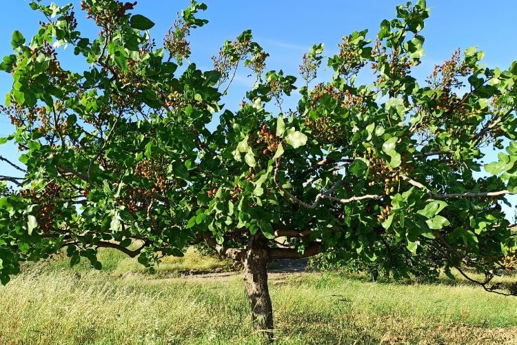 Árvore de pistache em pomar