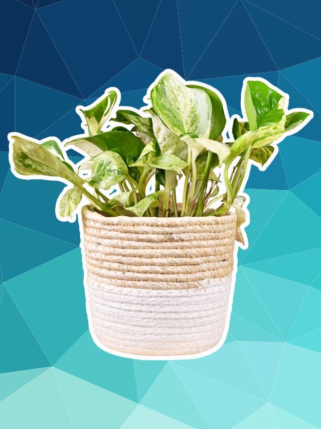 fundo azul com foto de vaso de corda com planta jiboia