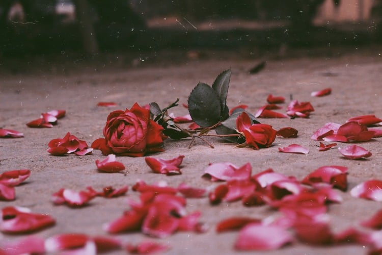 rosa vermelha caída no chão com suas pétalas ao redor usadas em simpatias para o amor