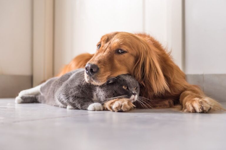 Cachorro parecido com Golden Retriever com semblante triste deitado com a cara sobre gato cinza também com semblante triste