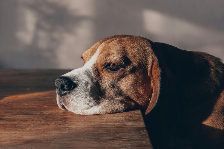 Beagle com semblante triste apoiando a cara em uma mesa de madeira