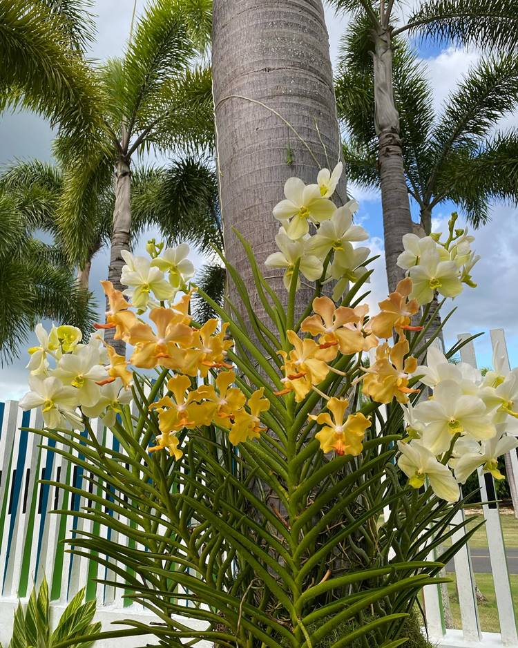 Orquídea amarela e branca em caule de coqueiro no jardim.