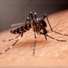 Mosquito da dengue sobre pele humana