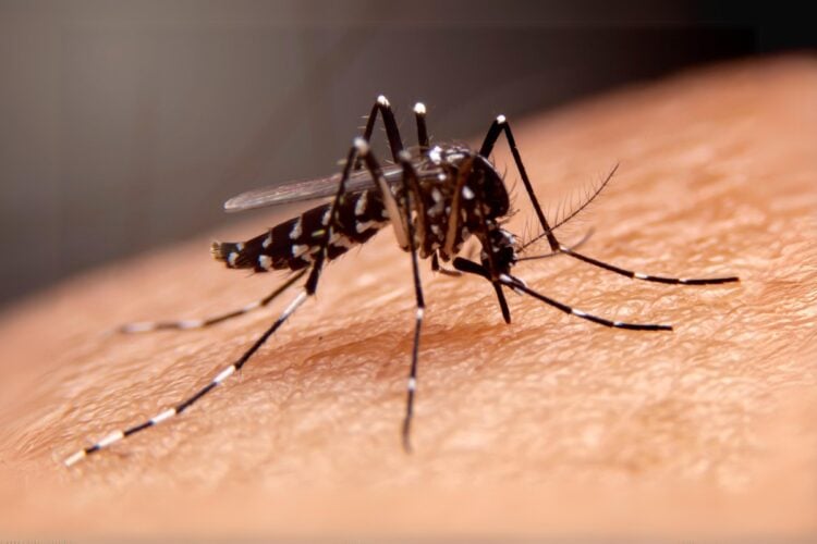 Mosquito da dengue sobre pele humana
