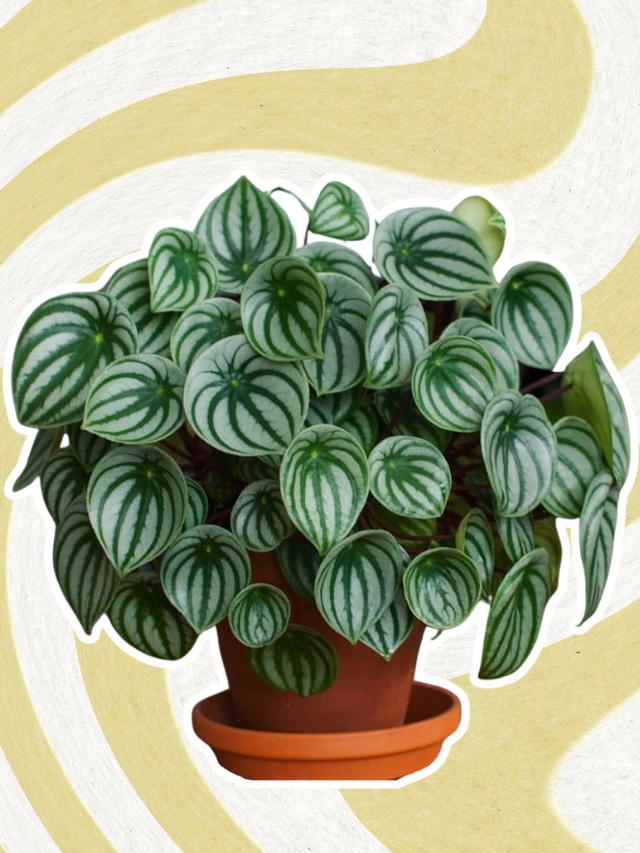 Montagem de foto de planta peperômia melancia em fundo groovy bege e esverdeado