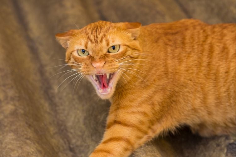 Gato laranja com a boca aberta e os dentes à mostrando, demonstrando agressividade
