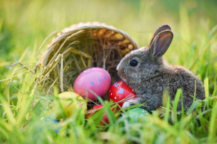 Foto de coelho cinza ao lado de cestas de ovos de Páscoa