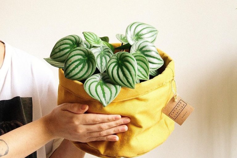 Pessoa segurando uma Peperômia Melancia em um cachepô de tecido amarelo com etiqueta decorativa. A planta exibe folhas verdes vibrantes com listras prateadas, em formato de coração, destacando-se contra o fundo neutro e a camisa branca da pessoa.