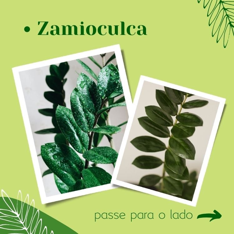Montagem fundo verde com fotos de Zamioculca, plantas fáceis de cuidar