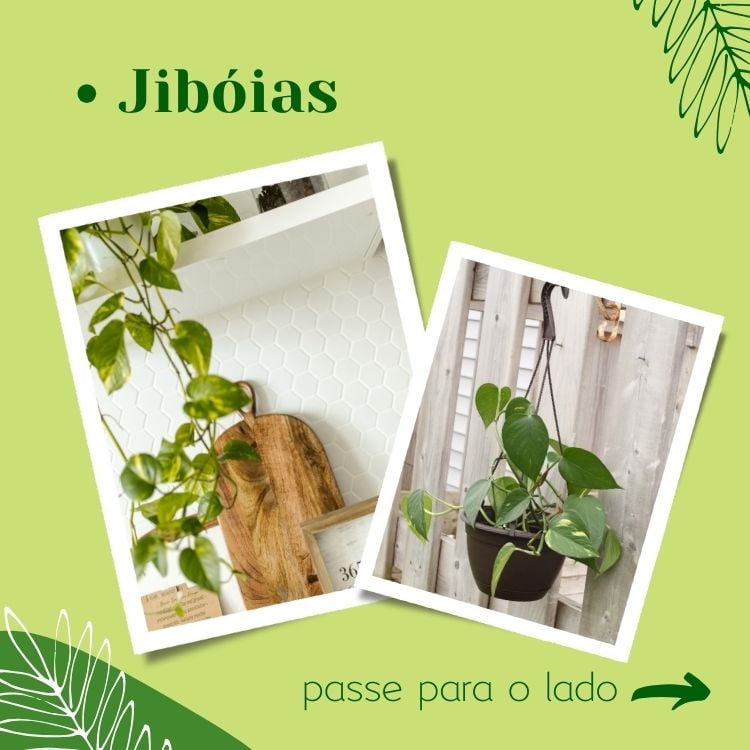 Montagem fundo verde com fotos de jibóias, plantas fáceis de cuidar